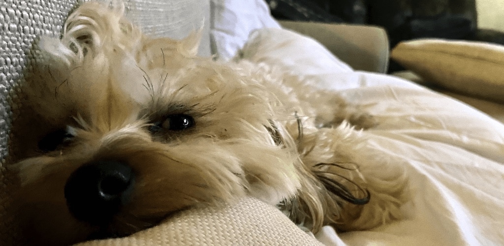 Dog on sofa