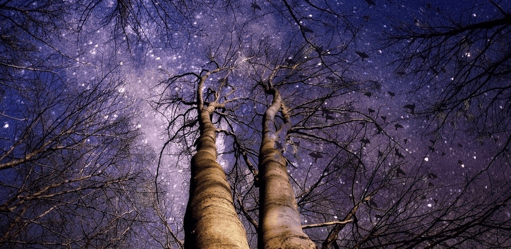 Trees and the night sky