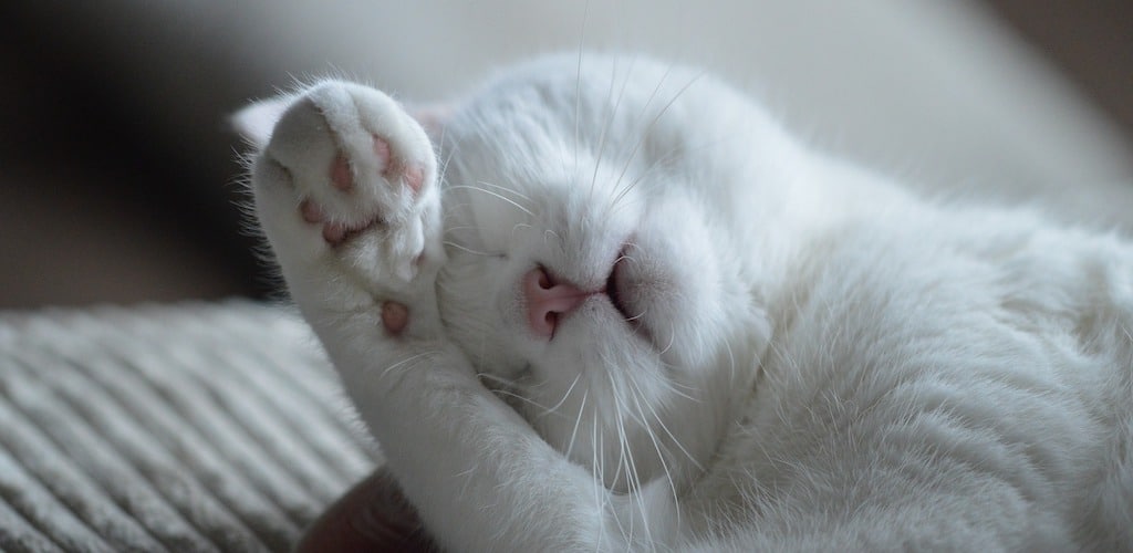 A white cat resting with a paw over its eyes