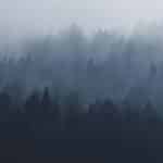 Photo of forest treetops in thick fog