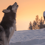 Photograph of a husky-like dog in howling pose whilst sat upon the snow with a sunrise sky beyond.