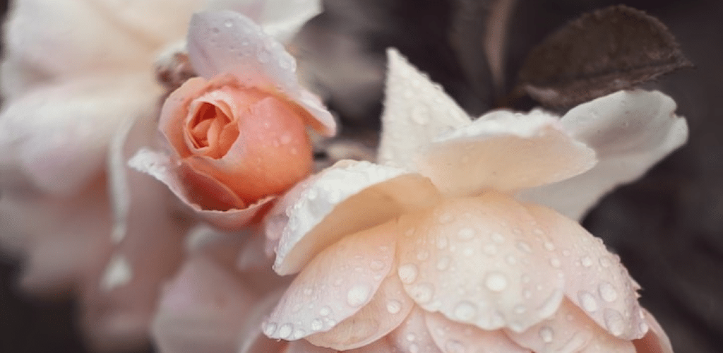 Close up photograph of blooming peach coloured roses