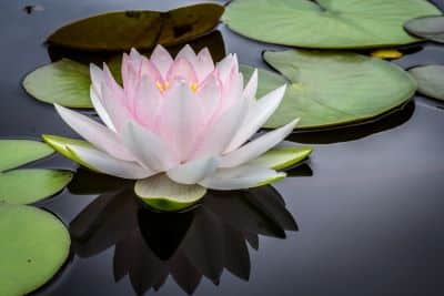 Close-up photo of a light pink waterlily and lily pads floating on water.