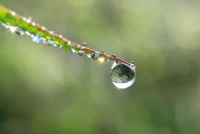 Close up photograph of the tip of a leaf covered in small droplets of water with one large droplet at the leaf's tip.